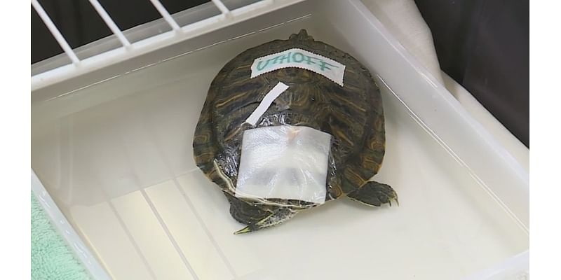 Wildlife Rescue Center seeks donations to care for influx of turtles