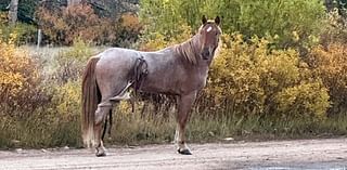 The Adventures Of Chester, A Runaway Packhorse In The Wilds Of Wyoming