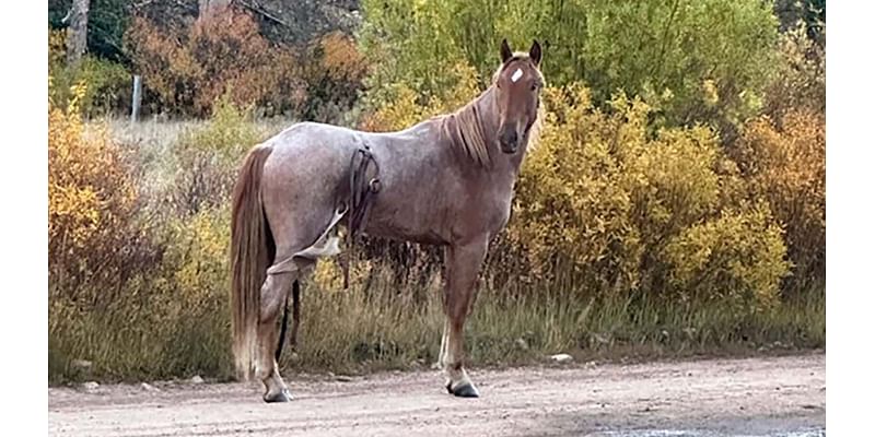 The Adventures Of Chester, A Runaway Packhorse In The Wilds Of Wyoming