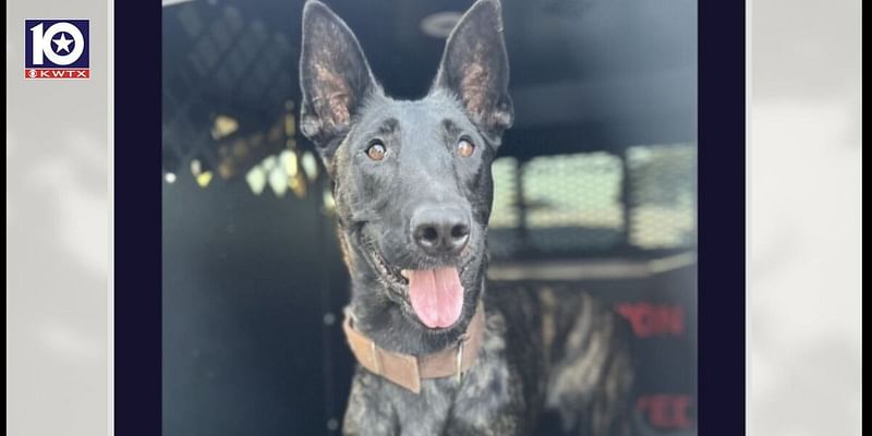 Killeen Police Department holds contest to name new K9