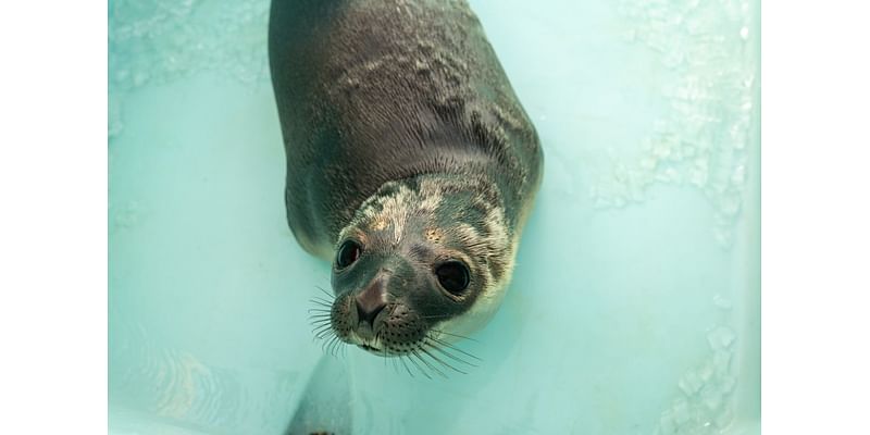 Mystic Aquarium rescues arctic seal spotted eating rocks in Providence