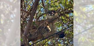 ‘Cat up a tree’ call leads to capture and relocation of California mountain lion