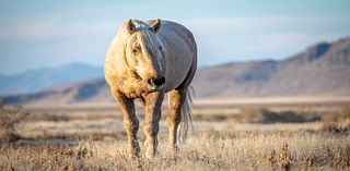 Wild palomino stallion shot in central Utah, advocate says it’s ‘not an isolated incident’