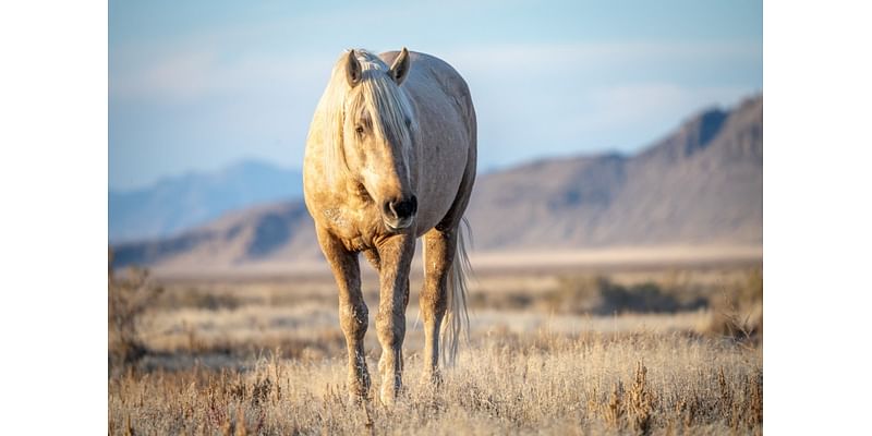 Wild palomino stallion shot in central Utah, advocate says it’s ‘not an isolated incident’