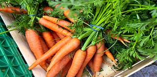 E. coli outbreak reported in 18 states linked to organic carrots – NBC Chicago