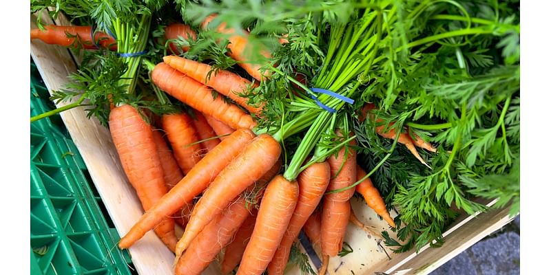 E. coli outbreak reported in 18 states linked to organic carrots – NBC Chicago