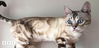 Mansfield: Unexplained cat deaths leave owners fearful