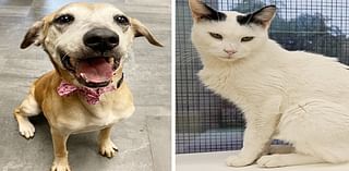 Pets of the week: Journey likes to go for walks. Rocky Road is sweet and calm