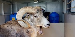 Montana man sentenced for illegally creating hybrid sheep for trophy hunting