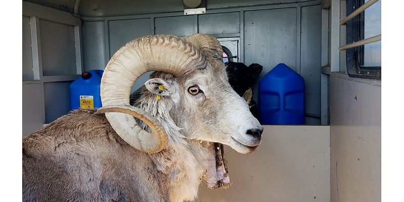 Montana man sentenced for illegally creating hybrid sheep for trophy hunting