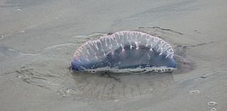 City of Tybee warns of Portuguese man o’ war