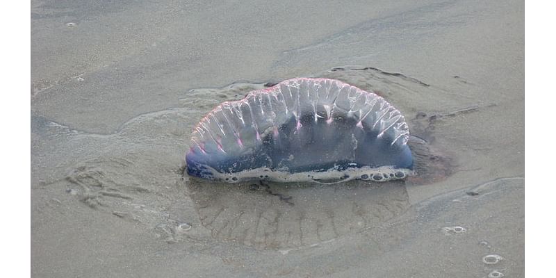 City of Tybee warns of Portuguese man o’ war