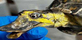 'Deformed' Turtle That Looks Like A Duck Gets 2nd Chance At Life At 70