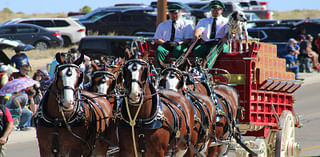 World-Famous Budweiser Clydesdales Wow Rock…