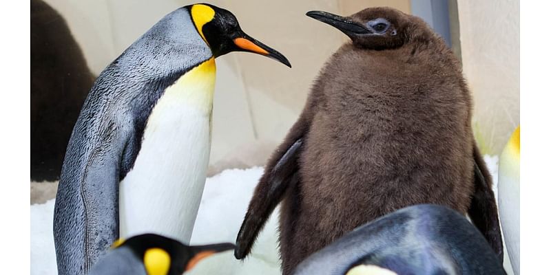 46-pound baby penguin is breaking the internet: ‘Pesto is a celebrity'