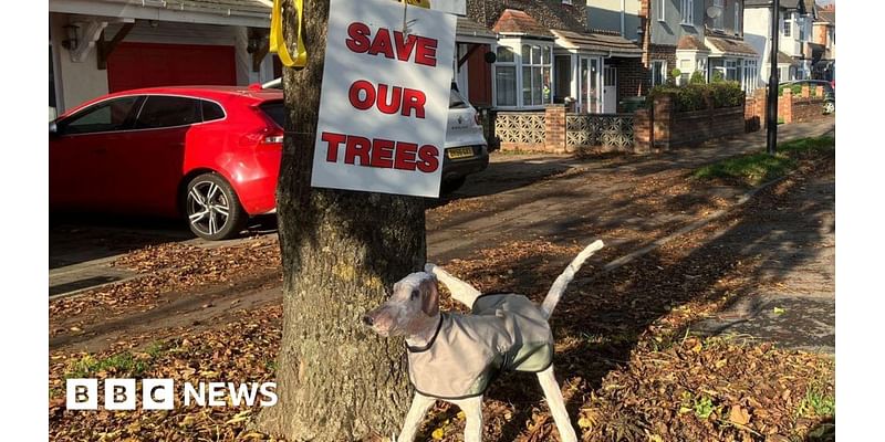 Coventry campaigners plan record tree hug in bid to save 26 trees