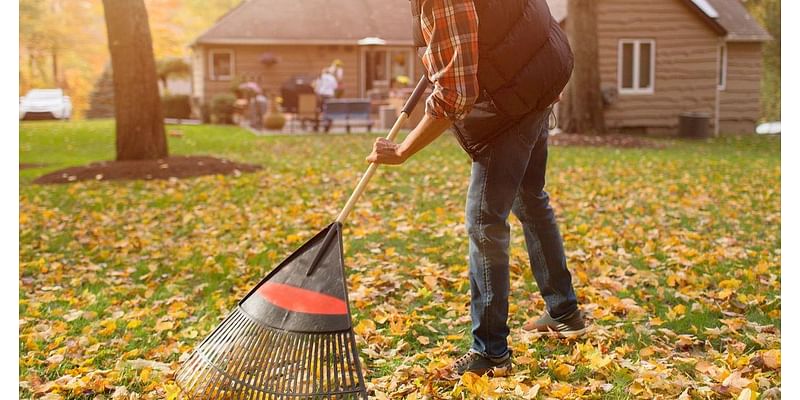 Should you rake your leaves or let them be? A Pittsburgh-area arborist weighs in