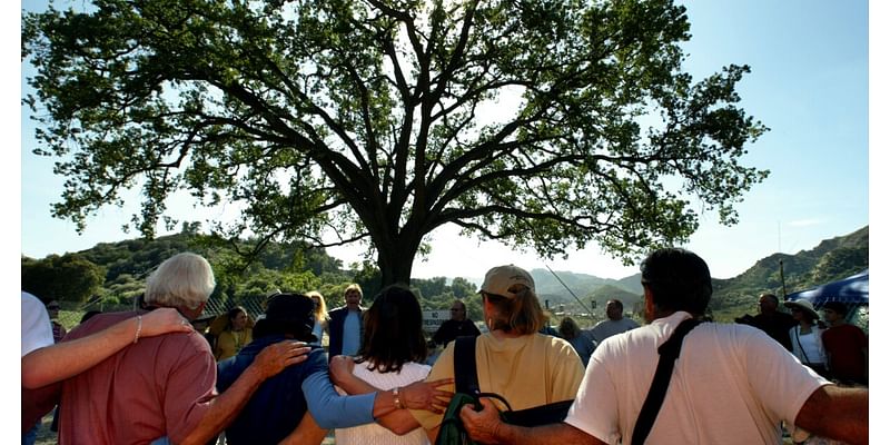 Here’s how the ‘Old Glory’ oak tree historic landmark came to be