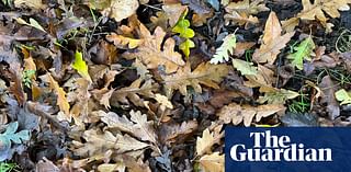 Country Diary: A quiet autumn for acorns so far – but this oak tree is being productive