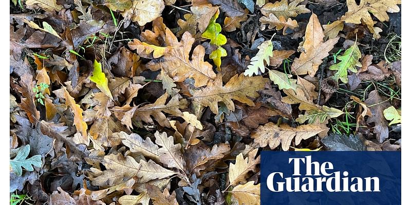 Country Diary: A quiet autumn for acorns so far – but this oak tree is being productive