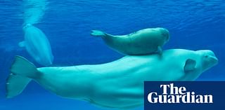 Outrage against Canada’s Marineland theme park after fifth beluga dies