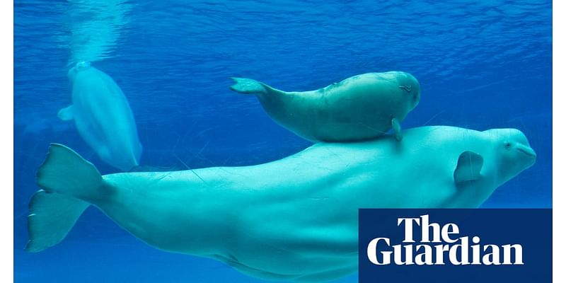 Outrage against Canada’s Marineland theme park after fifth beluga dies