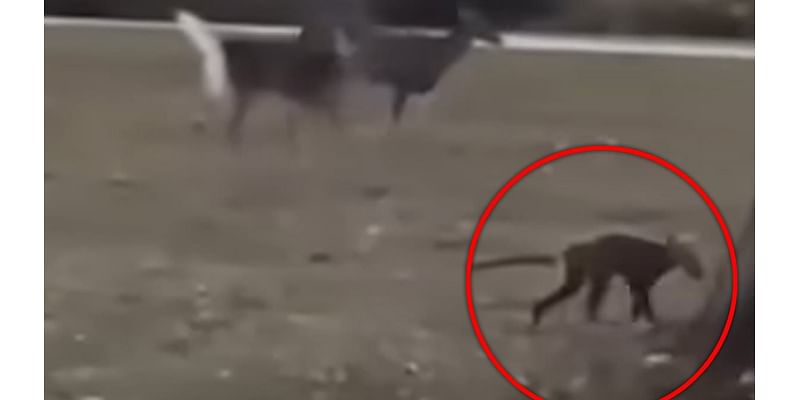 Footage of mystery 'strange-looking' beast in West Virginia park leaves experts baffled: 'Oh my gosh'