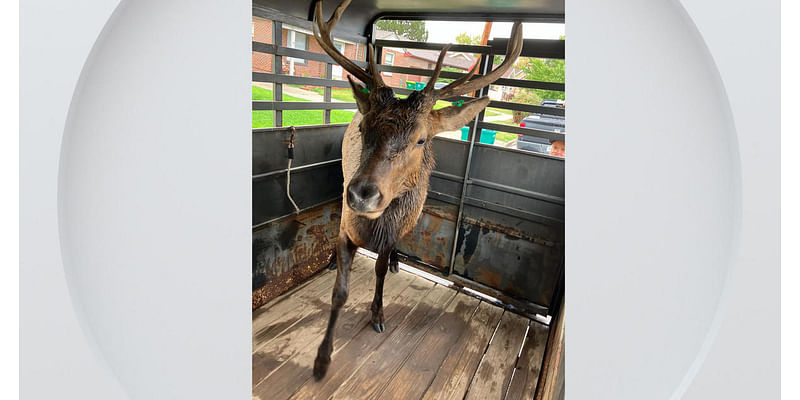 Elk found in Englewood, released in Colorado wilderness: "Felt cute, might bugle later"