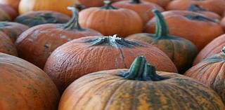 Delco Has Nation's Most Popular Pumpkin Farm: Study