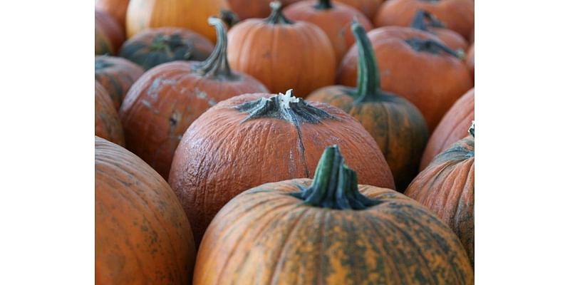 Delco Has Nation's Most Popular Pumpkin Farm: Study