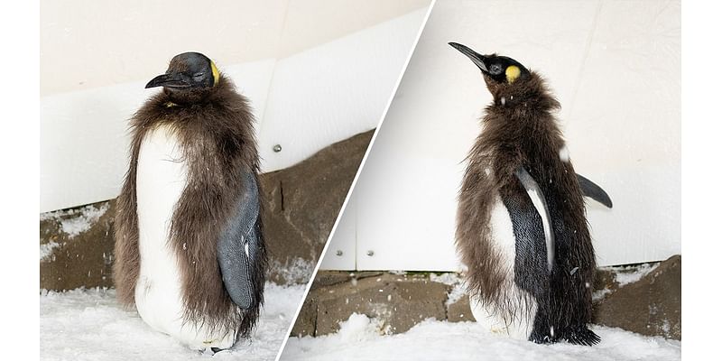 Social media sensation Pesto the penguin chick begins molting baby feathers, enters 'awkward teen' phase