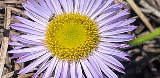 How conservationists found a rare flower called the Saints' Daisy after 60 years