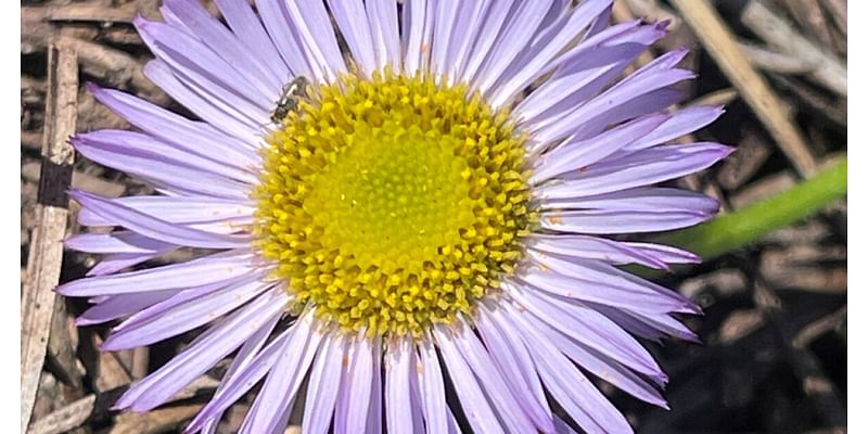 How conservationists found a rare flower called the Saints' Daisy after 60 years