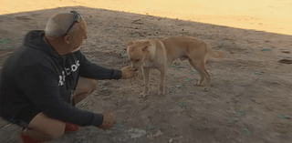 Man fights to help homeless pups in Miami-Dade's ‘Dead Dog Alley'