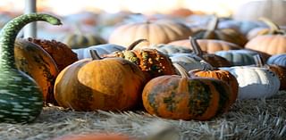 Where To Pick Pumpkins In Napa Valley This Fall