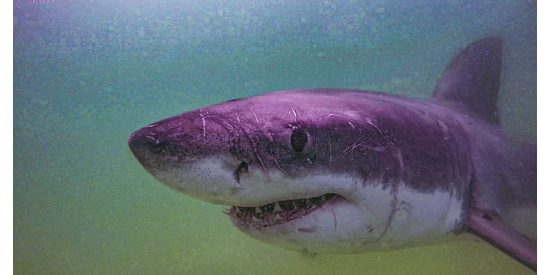 Receivers installed on Outer Cape will track great white sharks this summer