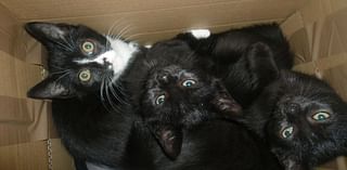 Kittens found dumped at park in cardboard box