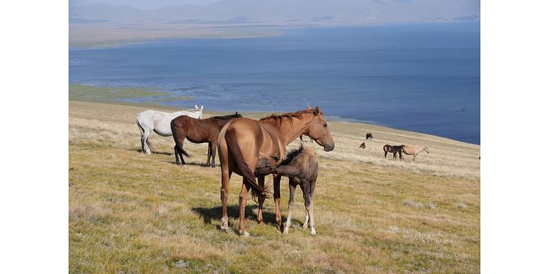 Kyrgyzstan Walking Explorer tour review: trekking the Switzerland of Central Asia