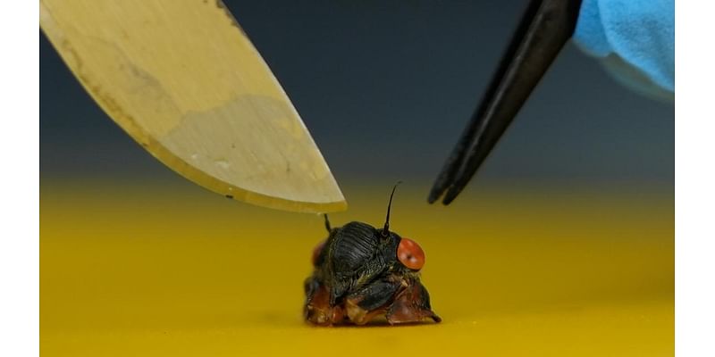 Scientists track spread of a fungus infecting cicadas, turning them into sex-crazed zombies on speed