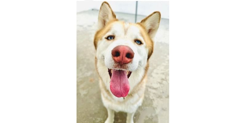 Pet Of The Week: Ollie The Husky 'Just Wants To Be Loved'