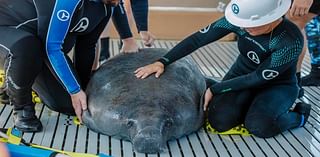 Clearwater Marine Aquarium move manatees after facilities damaged by Hurricane Helene