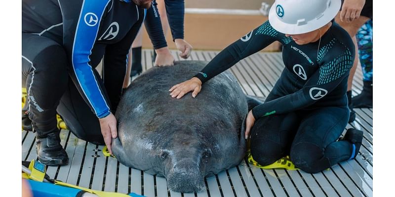 Clearwater Marine Aquarium move manatees after facilities damaged by Hurricane Helene