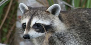 Watch: Raccoon descends from ceiling at New York's LaGuardia Airport