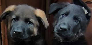 Theft of two puppies sparks CCTV appeal