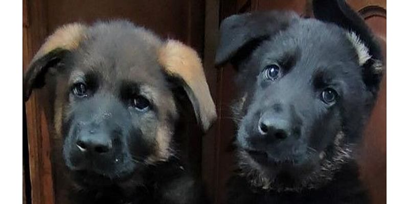 Theft of two puppies sparks CCTV appeal