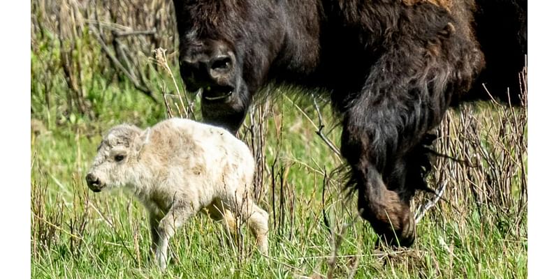 Reported birth of rare white buffalo calf in Yellowstone park fulfills Lakota prophecy