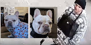 Have you seen Rza the Bulldog? He was stolen from a Vegas sober living facility