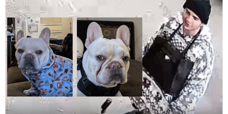 Have you seen Rza the Bulldog? He was stolen from a Vegas sober living facility