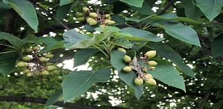 Scientists grow ‘lost tree’ mentioned in Bible using mysterious 1,000-year-old seed