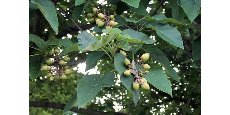 Scientists grow ‘lost tree’ mentioned in Bible using mysterious 1,000-year-old seed